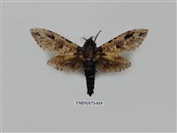 藏品(梟斑蠹蛾)的圖片